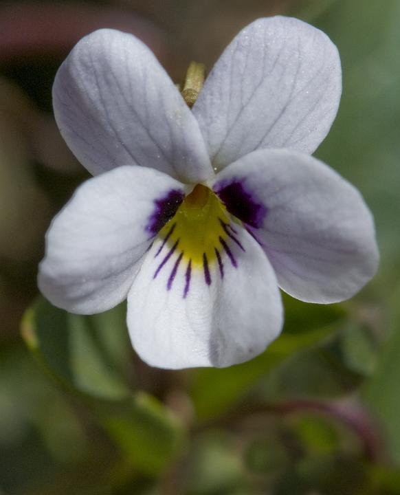 Viola cuneata 2813.jpg